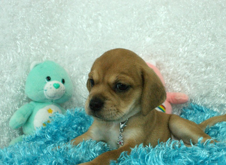 Marshmallow Puggle Rockin R Puppies